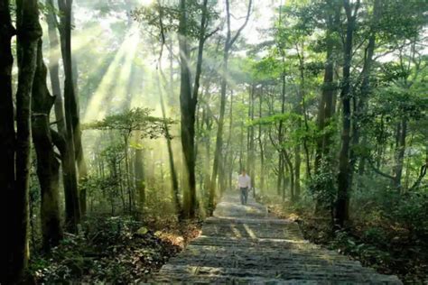  Taogongshan National Forest Park - En mystisk skog med hisnande utsikter!